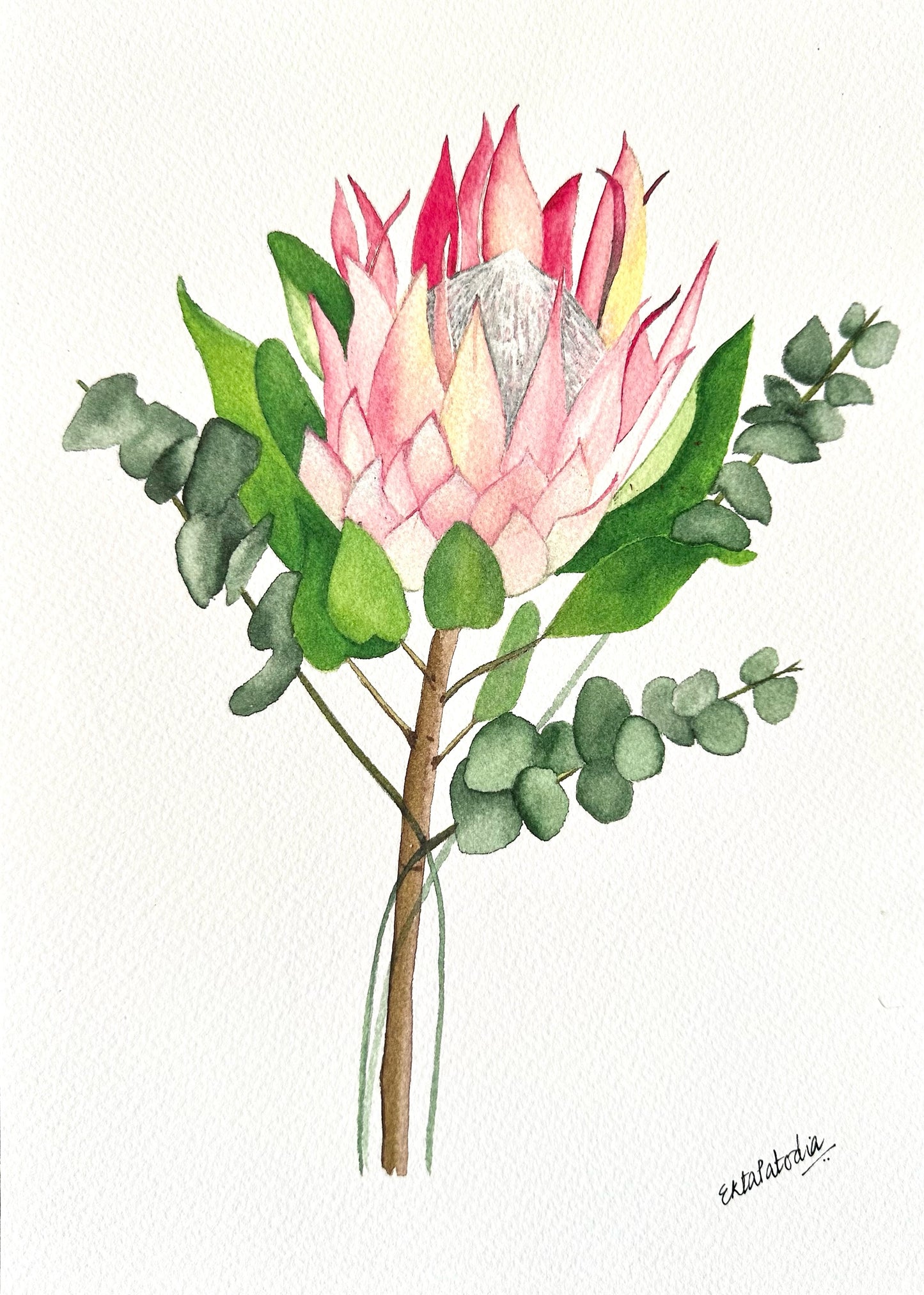 “Love” Protea and Eucalyptus Fine Art Print